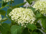 Hydrangea arborescens 'Strong Annabelle'® - Obrázek 2