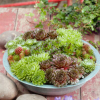 Sempervivum