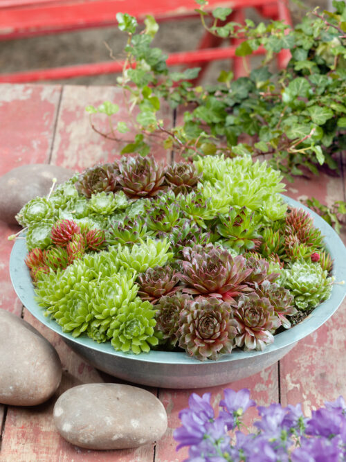 Sempervivum - Obrázek 1
