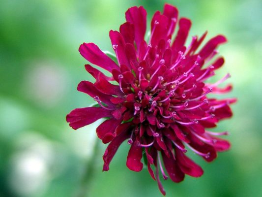 Knautia macedonica 'Red Knight'