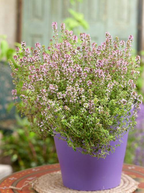 Thymus x citriodorus 'Lemon' - Obrázek 1