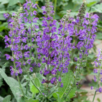 Salvia nemorosa 'Mainacht'