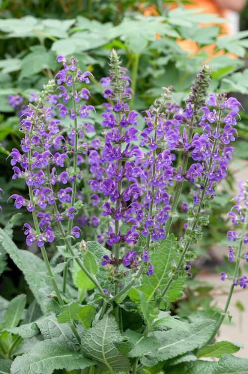 Salvia nemorosa 'Mainacht' - Obrázek 1