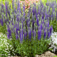 Veronica spicata - MIX