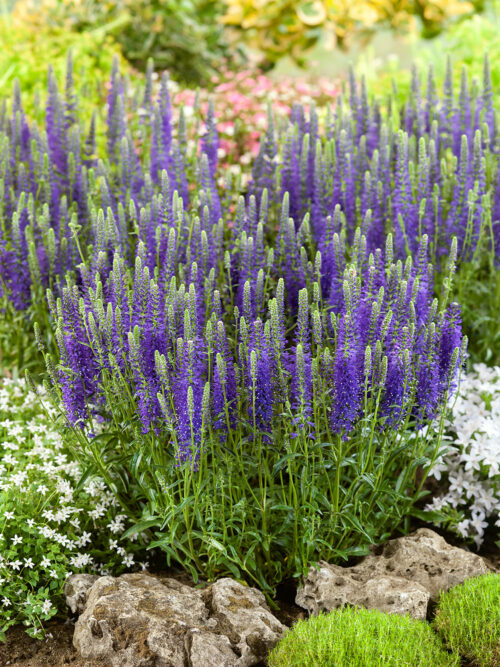 Veronica spicata - MIX - Obrázek 1