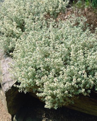 Thymus x citriodorus 'Silver Queen'