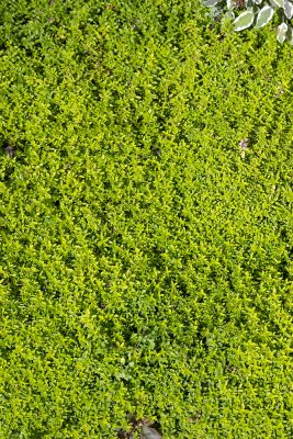Thymus x citriodorus 'Sonnen Goldy'