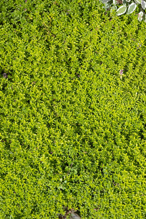 Thymus x citriodorus 'Sonnen Goldy' - Obrázek 1