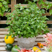 Origanum vulgare 'Margeritha'