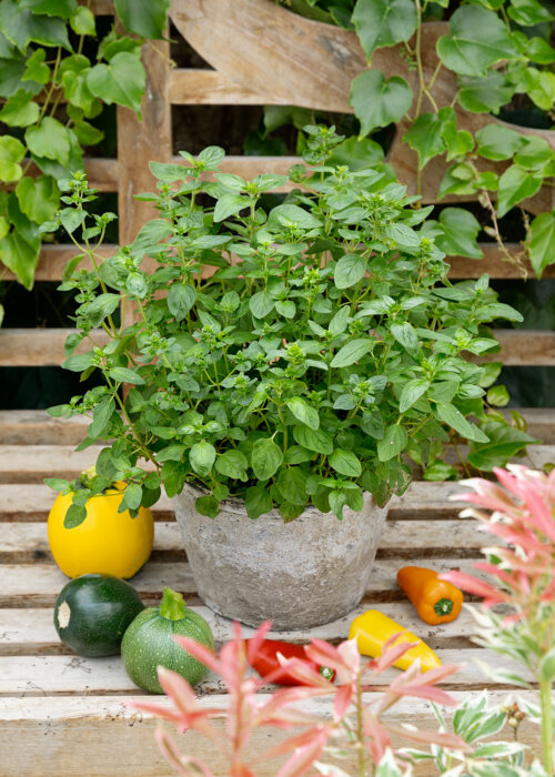 Origanum vulgare 'Margeritha' - Obrázek 1