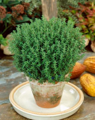 Thymus vulgaris 'Fredo'