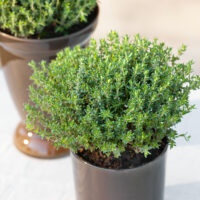 Thymus vulgaris