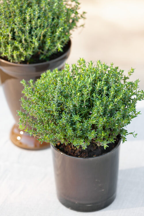 Thymus vulgaris - Obrázek 1