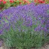 Lavandula x intermedia 'Grosso' - Kontejner, pr. 12 cm