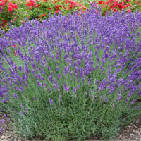 Lavandula x intermedia 'Grosso'