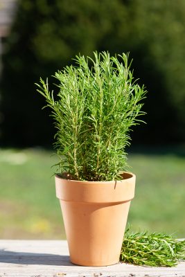 Rosmarinus officinalis 'Abraxas'