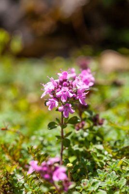 Thymus pulegioides