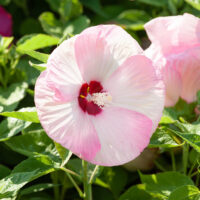 Hibiscus moscheutos 'Luna' - MIX BAREV