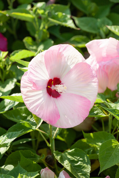 Hibiscus moscheutos 'Luna' - MIX BAREV - Obrázek 1
