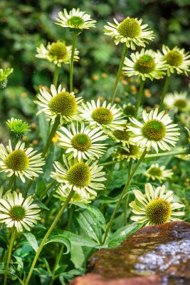 Echinacea purpurea 'Verdana'