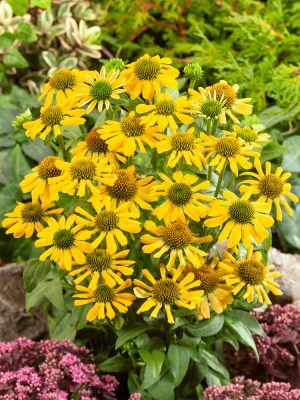 Echinacea purpurea 'Papallo Classic Deep Yellow'