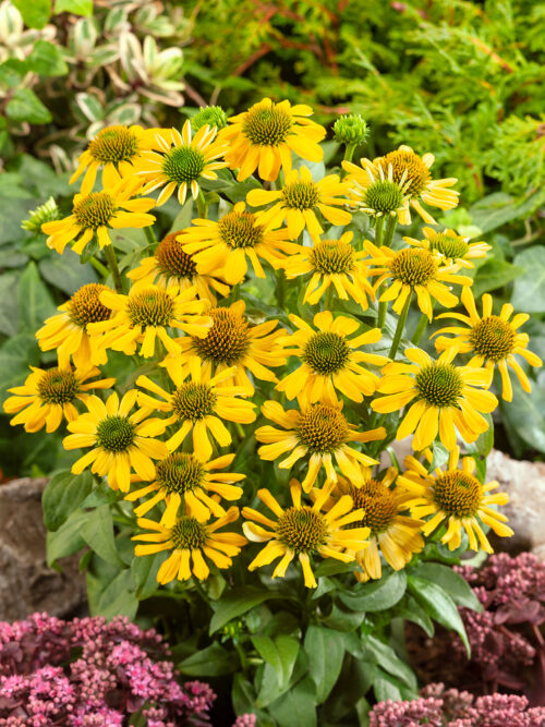 Echinacea purpurea 'Papallo Classic Deep Yellow' - Image 1