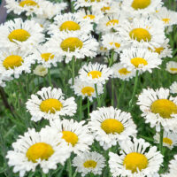 Leucanthemum maximum 'Real Neat'