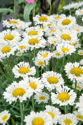 Leucanthemum maximum 'Real Neat'