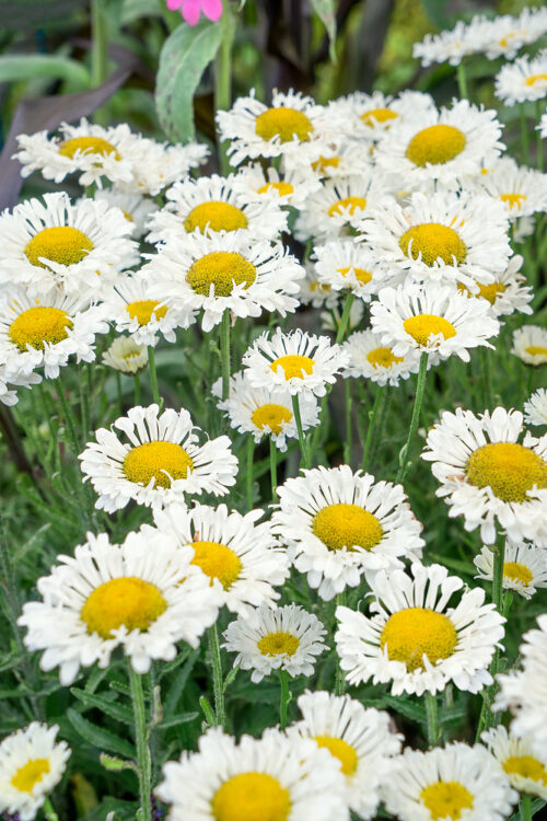 Leucanthemum maximum 'Real Neat' - Obrázek 1