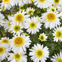 Leucanthemum maximum 'Real Glory'