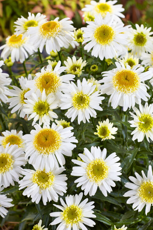 Leucanthemum maximum 'Real Glory' - Obrázek 1