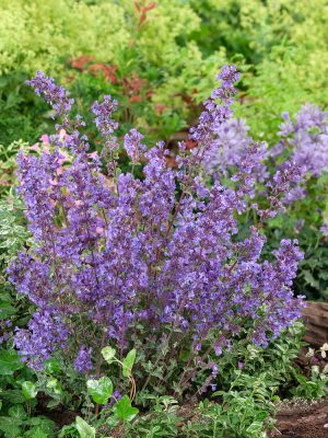 Nepeta x faassenii 'KIT KAT'