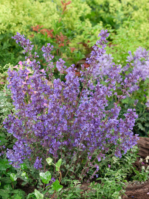 Nepeta x faassenii 'KIT KAT' - Obrázek 1