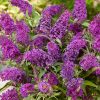Buddleja davidii 'Butterfly Candy Little Purple'® - C2,5L-v. 15-20 cm