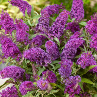 Buddleja davidii 'Butterfly Candy Little Purple'®