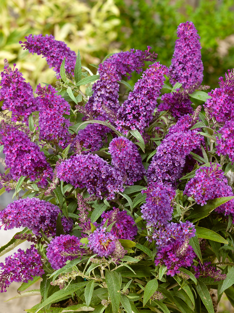 Buddleja Butterfly Candy Little Purple Buddleja davidii 'Butterfly Candy Little Purple'® - Obrázek 1
