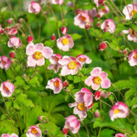 Anemone japonica 'September Charm'