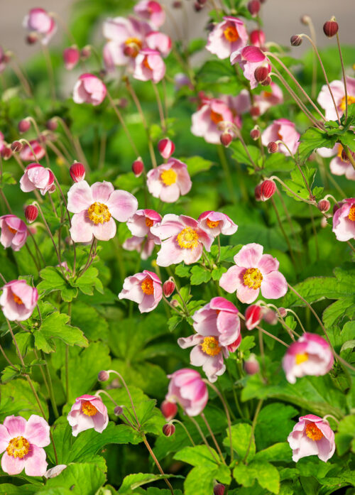 Anemone japonica 'September Charm' - Obrázek 1
