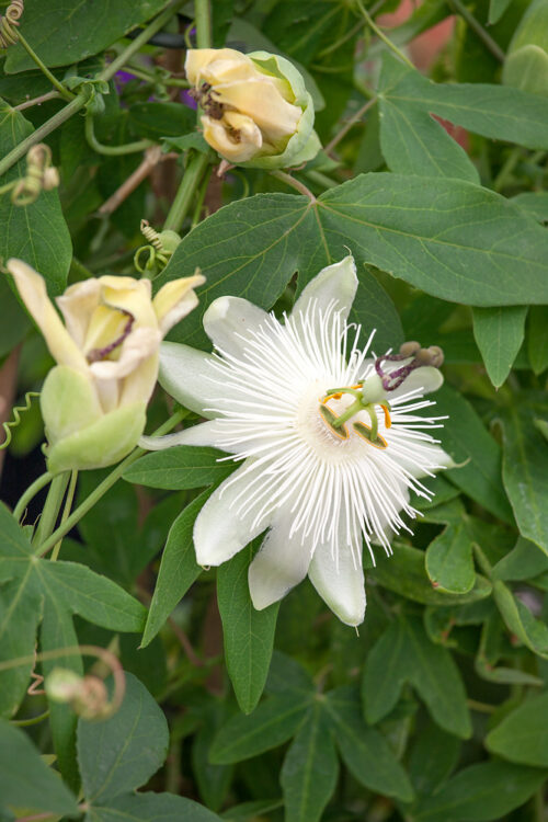 Passiflora 'Snow Queen' - Obrázek 1