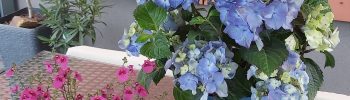 Hydrangea macr. 'Endless Summer®'Pop Star Blue'® - Obrázek 8