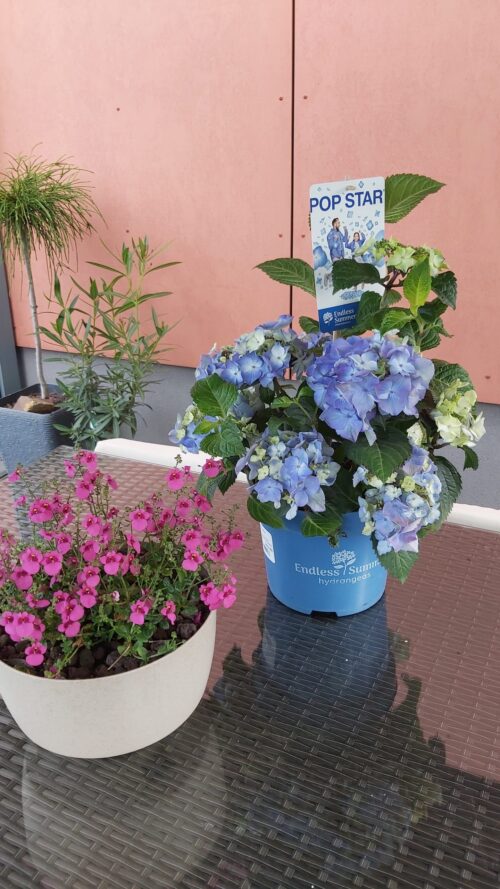 Hydrangea macr. 'Endless Summer®'Pop Star Blue'® - Obrázek 8