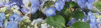Hydrangea macr. 'Endless Summer®'Pop Star Blue'® - Obrázek 7