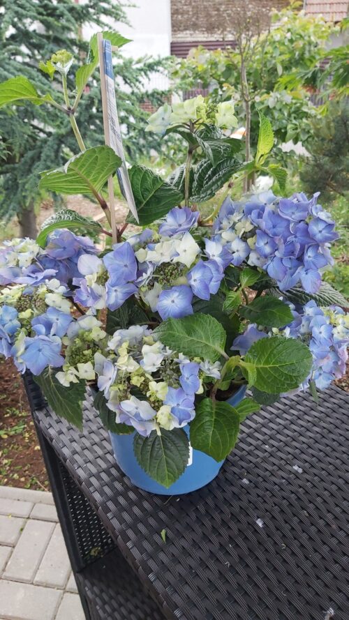 Hydrangea macr. 'Endless Summer®'Pop Star Blue'® - Obrázek 7