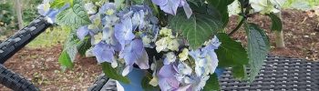 Hydrangea macr. 'Endless Summer®'Pop Star Blue'® - Obrázek 6