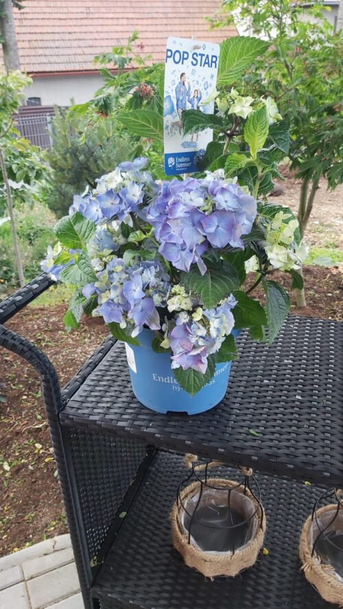 Hydrangea macr. 'Endless Summer®'Pop Star Blue'® - Obrázek 6
