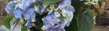 Hydrangea macr. 'Endless Summer®'Pop Star Blue'® - Obrázek 5