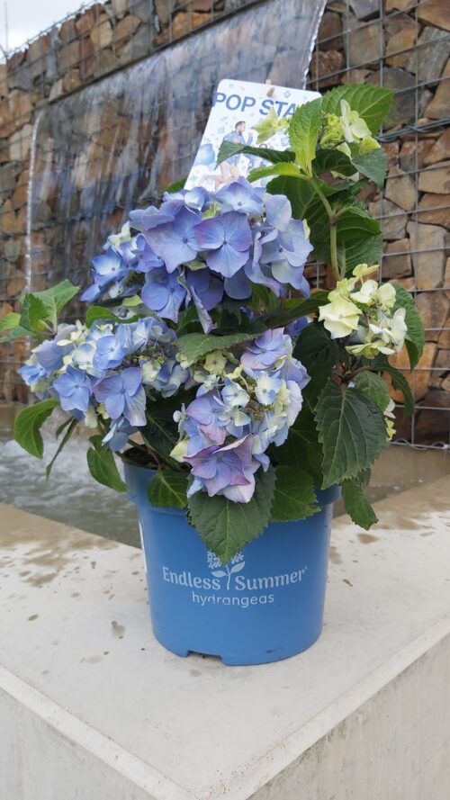 Hydrangea macr. 'Endless Summer®'Pop Star Blue'® - Obrázek 5