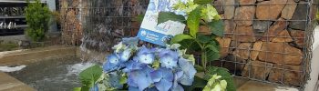 Hydrangea macr. 'Endless Summer®'Pop Star Blue'® - Obrázek 4