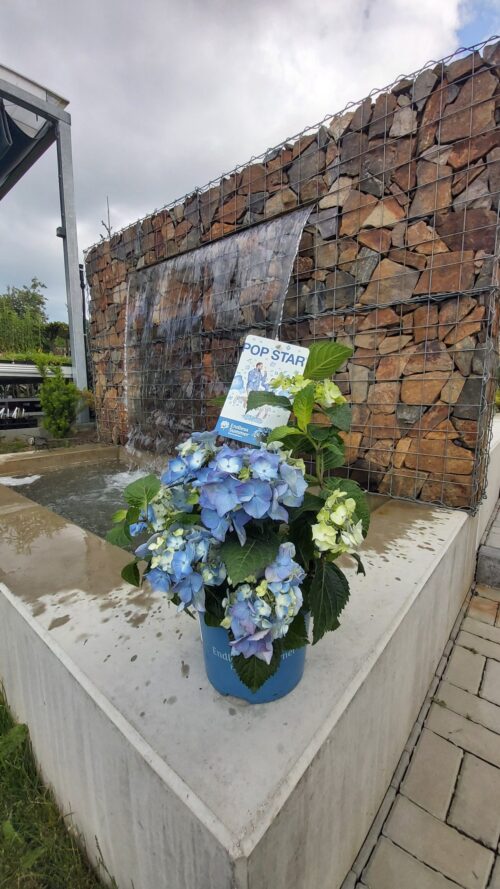Hydrangea macr. 'Endless Summer®'Pop Star Blue'® - Obrázek 4