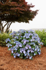 Hydrangea macr. 'Endless Summer®'Pop Star Blue'® - Obrázek 3